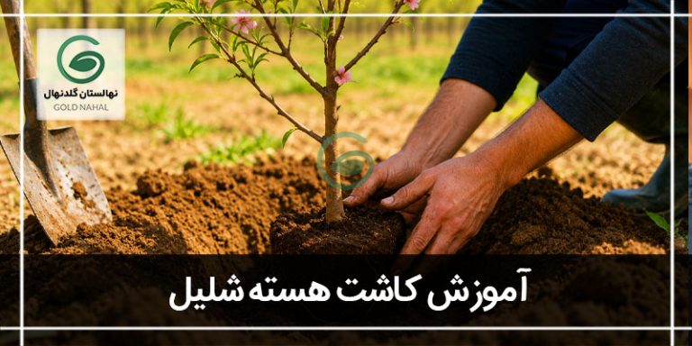 هسته شلیل
