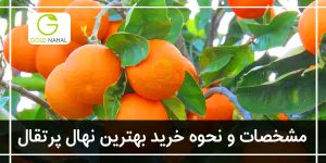 بهترین نهال پرتقال جنوب