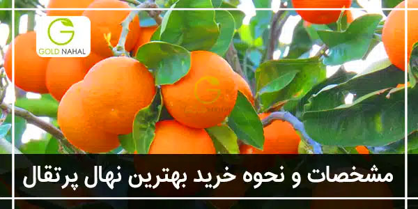 درخت پرتقال