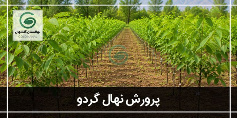 پرورش