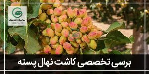 صفر تا صد مراحل جدید کاشت درخت پسته