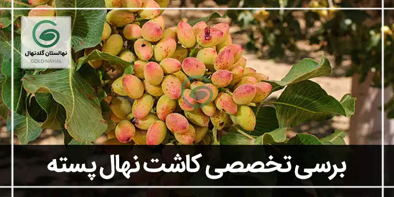 پسته
