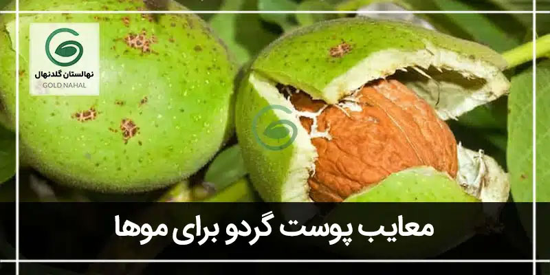 پوست گردو