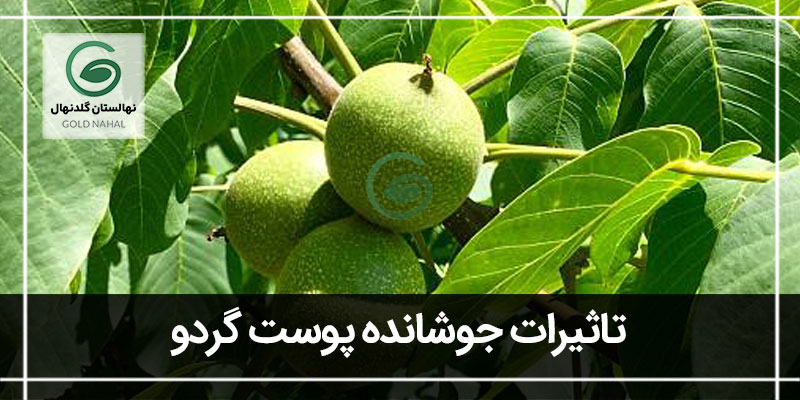 پوست گردو