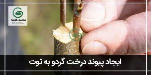پیوند گردو به درخت توت