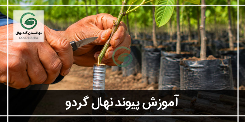 پیوند نهال