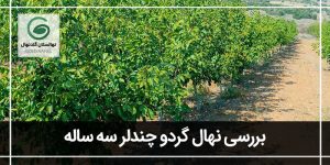 گردو چندلر سه ساله