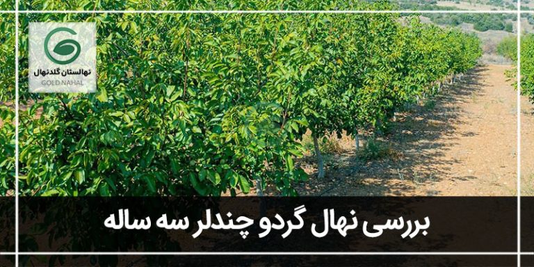 چندلر سه ساله