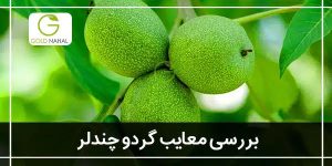 معایب گردو چندلر چیست؟ (مزایا و معایب درخت چندلر)