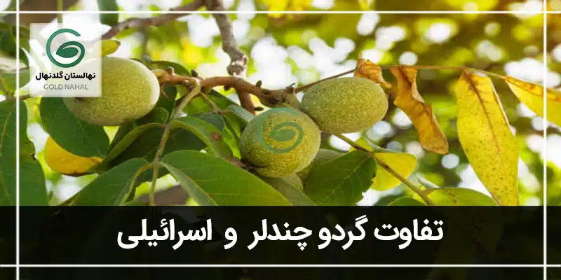 چندلر و اسرائیلی