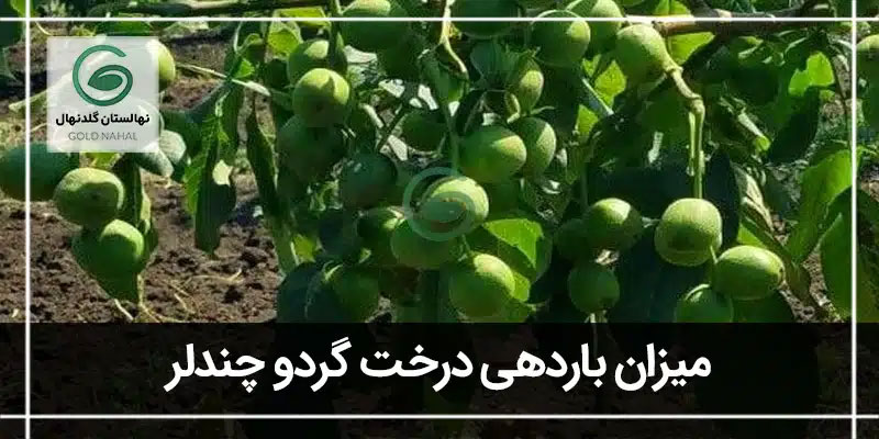 گردو چندلر