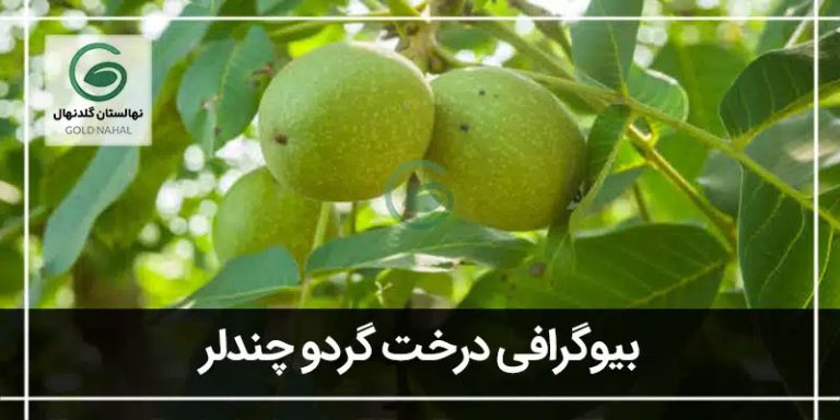 چندلر