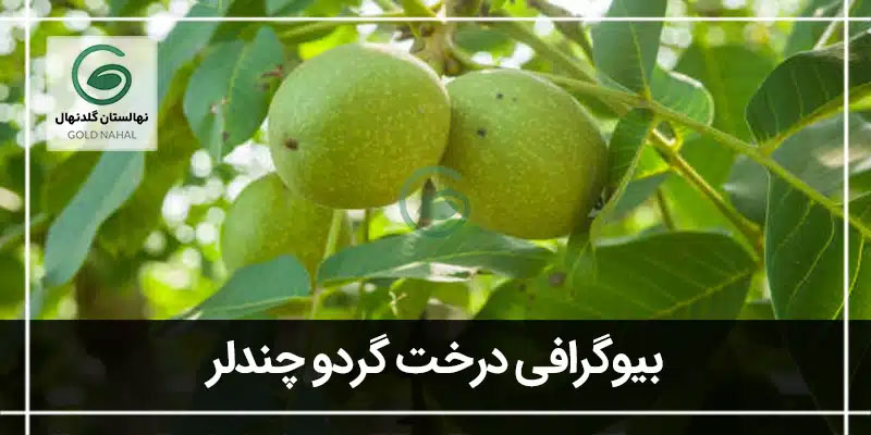 چندلر