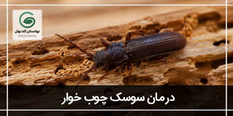 سوسک چوبخوار