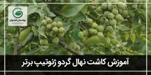 راهنمای تخصصی نکات کاشت نهال گردو ژنوتیپ