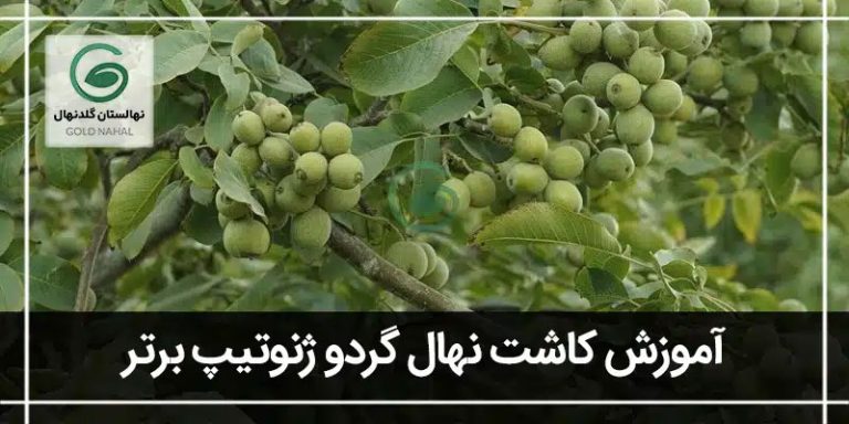 ژنوتیپ