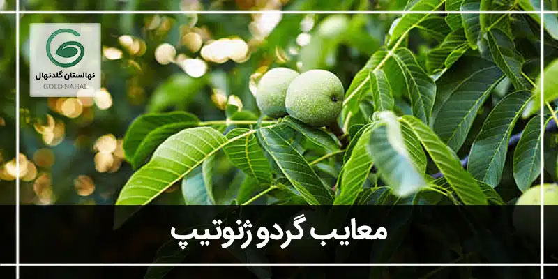 گردو ژنوتیپ