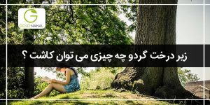 کاشت