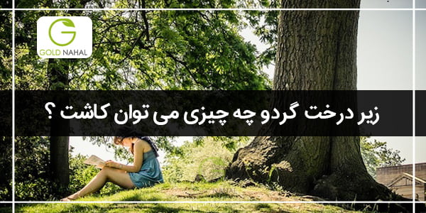 کاشت