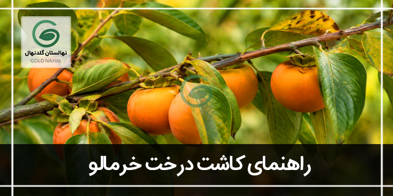کاشت درخت خرمالو