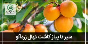 صفر تا صد کاشت نهال زردآلو