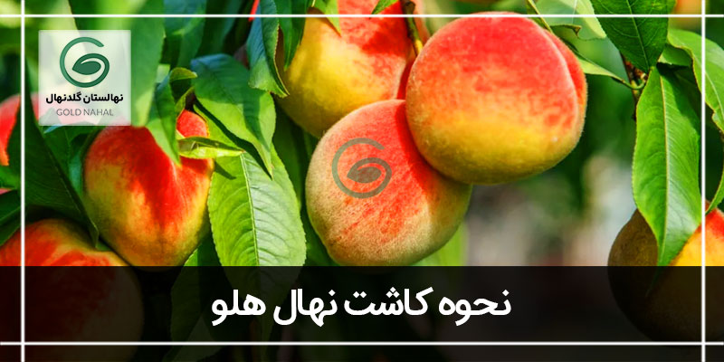 کاشت هلو
