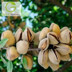 بادام کاغذی