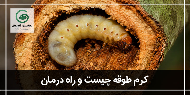 کرم طوقه
