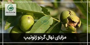 مزایای گردو ژنوتیپ برتر گلد نهال + خصوصیات آن