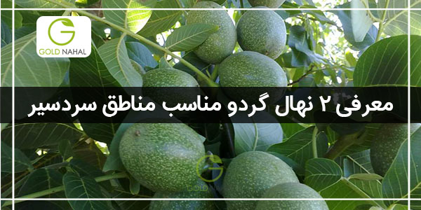 درخت گردو