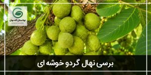 قیمت نهال گردو خوشه ای پاکوتاه