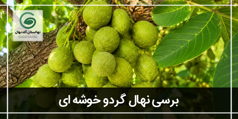 گردو خوشه ای