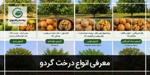 معرفی انواع درخت گردو پر بار | با انواع گردو اشنا شوید