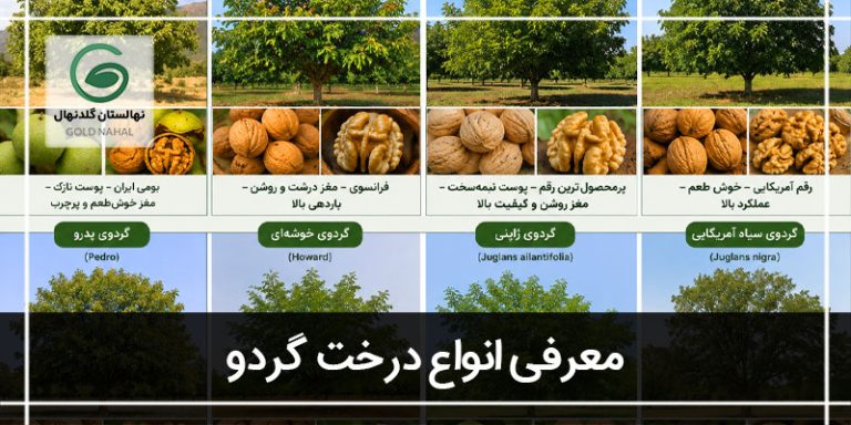 انواع درخت گردو