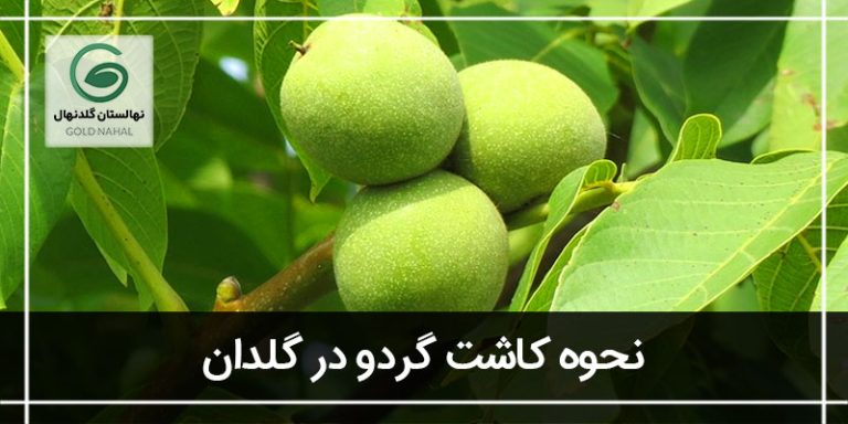 گردو