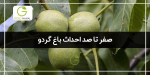 نحوه کاشت گردو در گلدان(بهترین فصل کاشت)