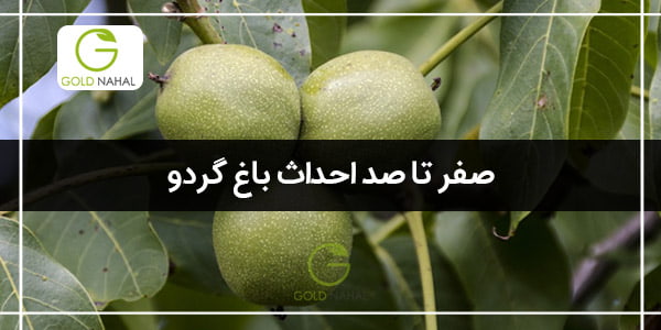 گردو