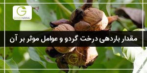 هر درخت گردو چقدر بار میدهد؟(محاسبه باردهی درخت گردو)