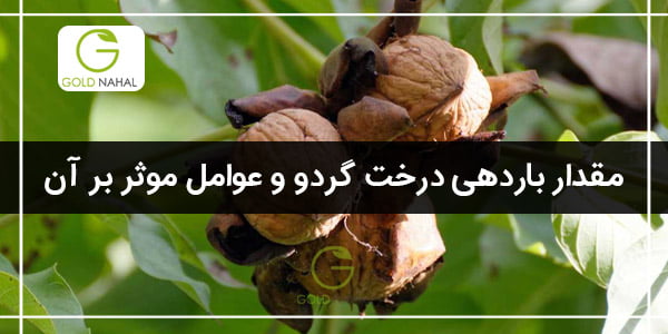 درخت گردو