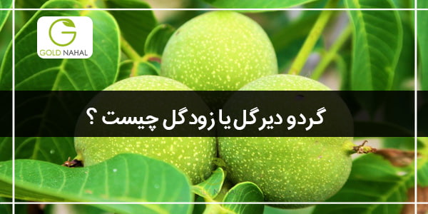 گردو