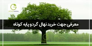 گردو