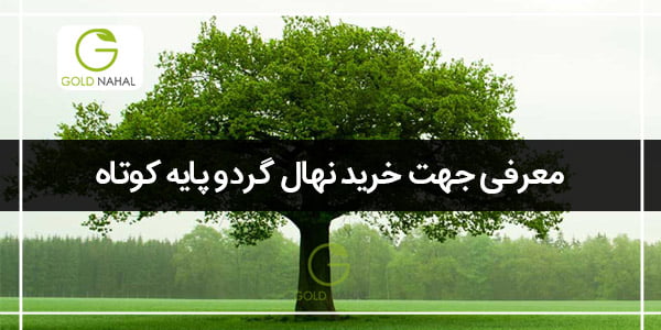 گردو