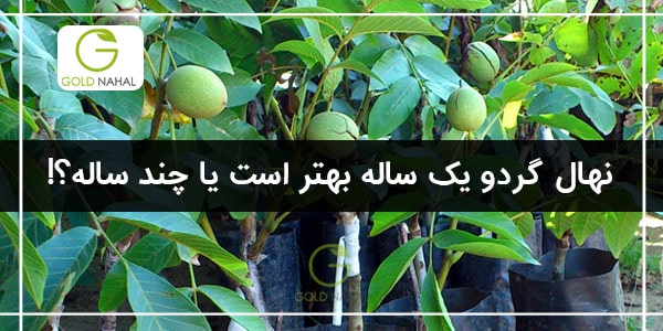 نهال گردو