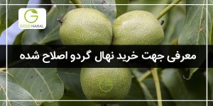 درخت گردو اصلاح شده چیست؟ (نکات خرید نهال گردو اصلاح شده)
