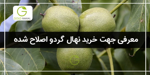 گردو-اصلاح-شده