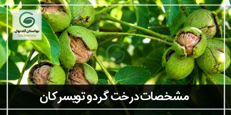 درخت گردو تویسرکان