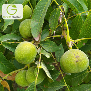 گردو خوشه ای