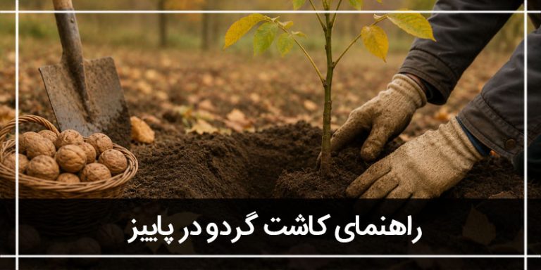 گردو در پاییز
