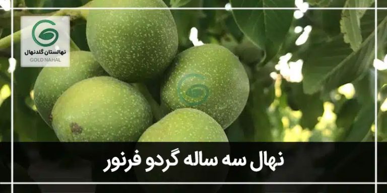 گردو فرنور