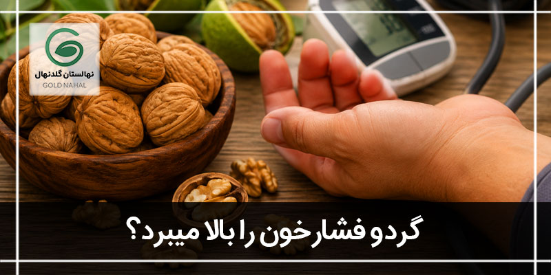 گردو فشار خون